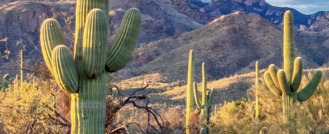 Chips and Cactus Smuggling