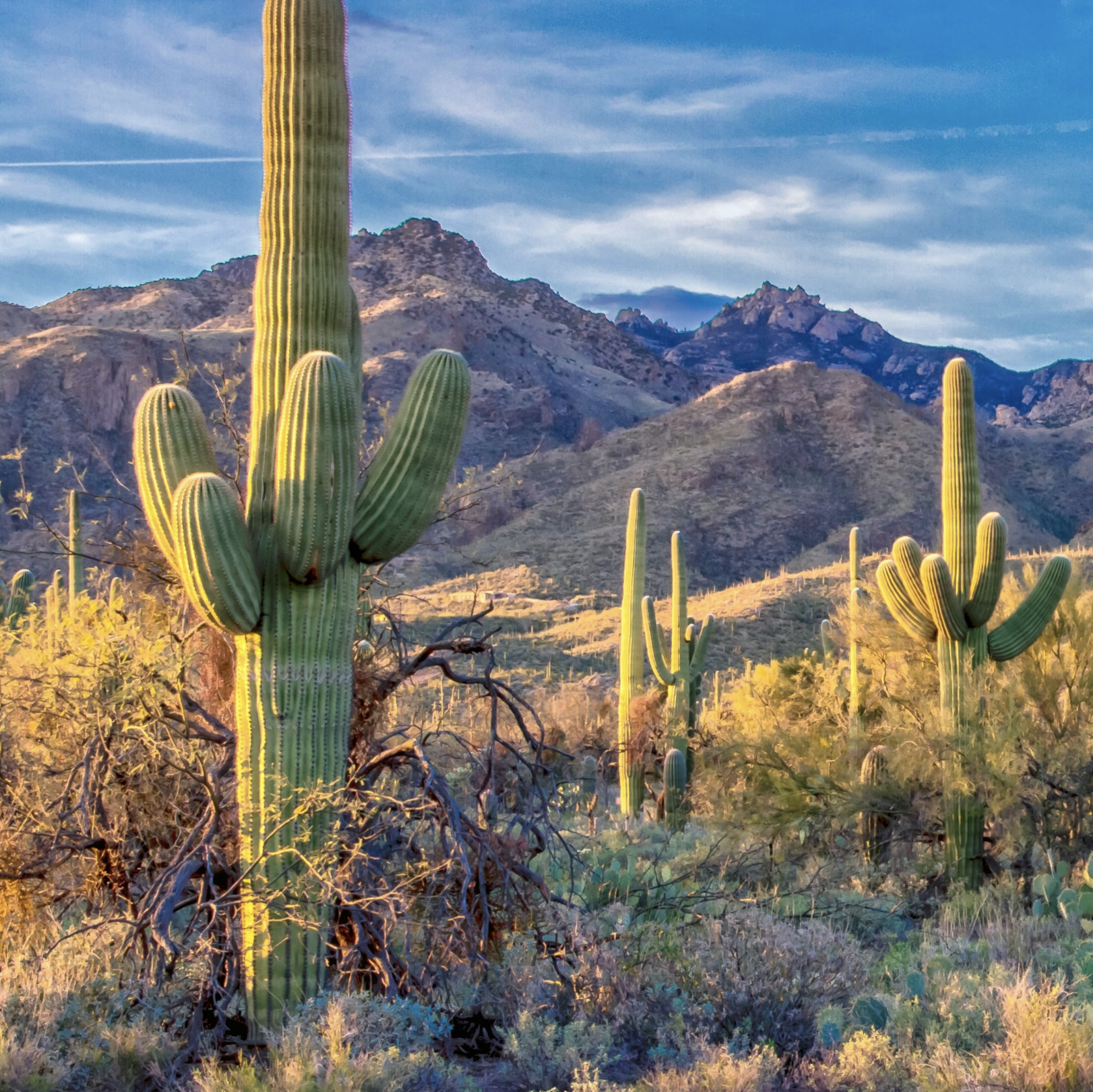 Chips and Cactus Smuggling